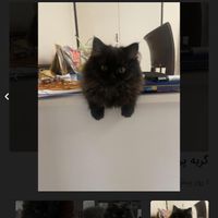 توله گربه پرشین ماده|گربه|تهران, الهیه|دیوار