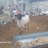 فروشی نظری گوسفند
|حیوانات مزرعه|چهارباغ, |دیوار