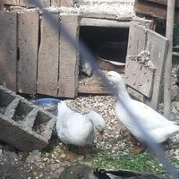 تخم اردک محلی ارگانیک|حیوانات مزرعه|رامسر, |دیوار