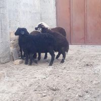 بره نر وماده|حیوانات مزرعه|گنبد کاووس, |دیوار