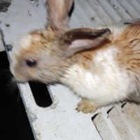 خرگوش بازی گوش|موش و خرگوش|گلستان, |دیوار
