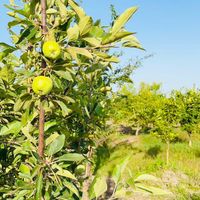 فروش باغ روستای نوآباد(معاوضه باماشین سواری)|فروش زمین و کلنگی|قائم‌شهر, |دیوار