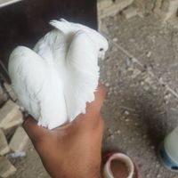 کبوتر تهرانی نر|پرنده|اصفهان, عاشق‌آباد|دیوار