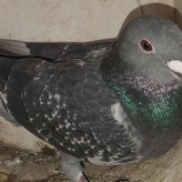 دوجفت پلاکی مولد با جوجه وتخم|پرنده|تهران, فلاح|دیوار