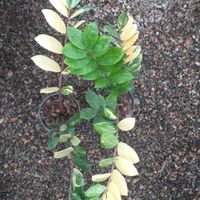 فیلتوس ابلغ ۲ شاخه|گل و گیاه طبیعی|مشهد, طبرسی شمالی|دیوار