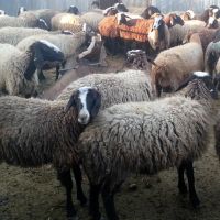 خرید وفروش گوسفند زنده و بره و ذبح درمحل شما|خدمات پیشه و مهارت|اصفهان, باغ فردوس|دیوار