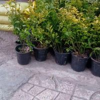 خدمات باغبانی درختکاری خاک گلدان باغچه کاری|خدمات باغبانی و درختکاری|تهران, سهروردی|دیوار