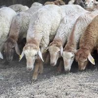 فروش گوسفند زنده بدون واسطه|حیوانات مزرعه|مشهد, کشاورز|دیوار