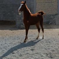 کره مادیون..سهراب خان بابایی|اسب و تجهیزات اسب سواری|اصفهان, درچه|دیوار