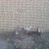 مرغ وخروس|حیوانات مزرعه|شوش, |دیوار