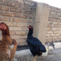 مرغ لاری|حیوانات مزرعه|اهواز, زیتون کارگری|دیوار