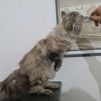 گربه بیرمن|گربه|تهران, شاندیز|دیوار