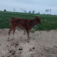 گوساله ماده شیری|حیوانات مزرعه|سنندج, |دیوار