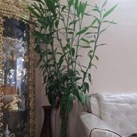 بامبو تایلندی قد ۲ متر و ۵۰ سانتی متر|گل و گیاه طبیعی|مشهد, ولیعصر|دیوار