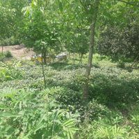 زمین سموش با کاربری مسکونی در دو قطعه|فروش زمین و کلنگی|رحیم‌آباد, |دیوار