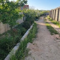 یک قطعه از باغ ۱۲ ساله|فروش زمین و کلنگی|شیراز, فرهنگ شهر|دیوار