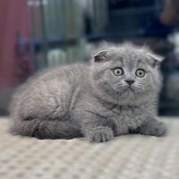 بچه گربه اسکاتیش بلو کاراملی|گربه|شیراز, فرهنگ شهر|دیوار