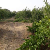 باغ انار و انگور|فروش زمین و کلنگی|تهران, شهرک ابوذر|دیوار