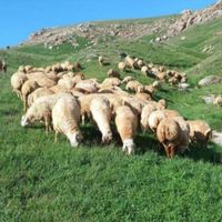 گوسفند قوچ شیشک بره نر چاق زنده ۱۰۰٪ ارگانیکی|حیوانات مزرعه|تهران, شهرک شهید باقری|دیوار