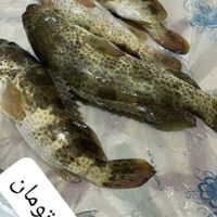 ماهی هامور|خوردنی و آشامیدنی|درگهان, |دیوار