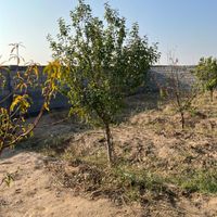 باغ وباغچه/۱۷۱متری/موقعیت عالی/برق سرسبز|فروش زمین و ملک کلنگی|تهران, باغ خزانه|دیوار