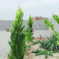 باغ ویلا۴دیواری(خوش قواره بدون پرتی،آب برق سند)|فروش خانه و ویلا|اصفهان, مشتاق|دیوار