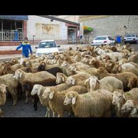 گوسفند تحت نظارت دامپزشکی و کشتارگاه زنده قپان|حیوانات مزرعه|کرج, مصباح|دیوار