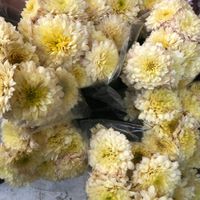 گل داوودی مینیاتور|گل و گیاه طبیعی|مشهد, ارشاد|دیوار