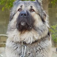 سگ نر و ماده قفقازی|سگ|تهران, سعادت‌آباد|دیوار