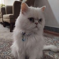 پرشین نر سوپرفلت|گربه|اسلام‌شهر, |دیوار