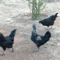 خروس سیاه|حیوانات مزرعه|مشهد, سیدی|دیوار