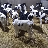 گوساله گاوداری|حیوانات مزرعه|تویسرکان, |دیوار