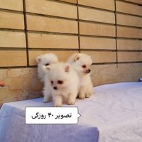 پامر روباهی|سگ|اصفهان, کوی شهید کشوری|دیوار