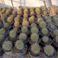 کاکتوس اچینو|گل و گیاه طبیعی|بابل, |دیوار