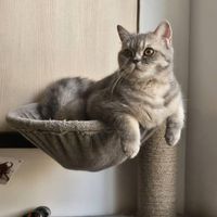 حیوانات گمشده،ده میلیون مژدگانی|حیوانات|تهران, حشمتیه|دیوار