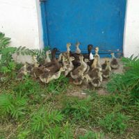فروش اردک اسرایلی اردک محلی وقوغاز|حیوانات مزرعه|ماسال, |دیوار