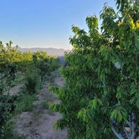 باغ میوه مثمر محصور بااب برق شرایط|فروش زمین و کلنگی|اصفهان, مبارکه|دیوار