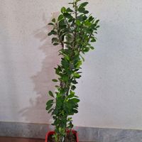 گل مرجان|گل و گیاه طبیعی|اصفهان, خانه اصفهان|دیوار