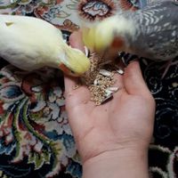 جفت عروس هلندی خوشگل|پرنده|تهران, شهرک تختی|دیوار