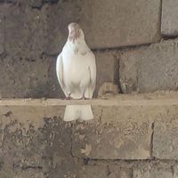 کبوتر|حیوانات|ایوان, |دیوار