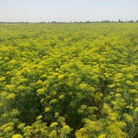 زمین کشاورزی چرمشهر ورامین زیر کشت|فروش دفاتر صنعتی، کشاورزی و تجاری|جوادآباد, |دیوار