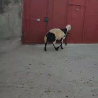 قوچ پلنگی خال سیاه اصل پوست گاوی پلاک بروجرد|حیوانات مزرعه|مشهد, شهرک شهید رجایی|دیوار