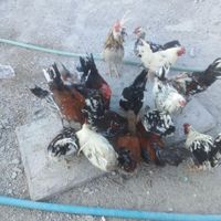 خروس گلین لری|حیوانات مزرعه|اصفهان, عاشق‌آباد|دیوار
