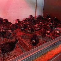جوجه ی مرغ و خروس پلیموت راک|حیوانات مزرعه|سهند, |دیوار