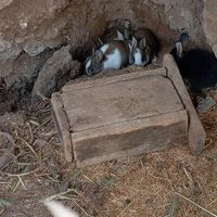 خرگوش|موش و خرگوش|علی‌آباد کتول, |دیوار