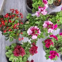 گلهای شمعدانی هلندی واژدر وگل عروس|خدمات باغبانی و درختکاری|سیاهکل, |دیوار