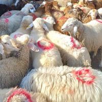 گوسفند زنده 100%100سالم باپلاک بهداشتی درب منزل|حیوانات مزرعه|تهران, سبلان|دیوار