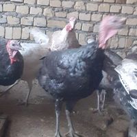 تخم نطفه دار بوقلمون برنز به شرط رگ زنی|حیوانات مزرعه|دلیجان, |دیوار