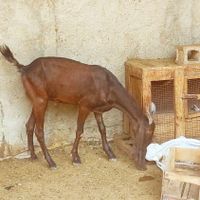 دوتا بز ابستن|حیوانات مزرعه|بوشهر, |دیوار