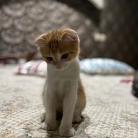 گربه اسکاتیش دبل فولد سه ماهه فروش|گربه|تهران, شهران جنوبی|دیوار
